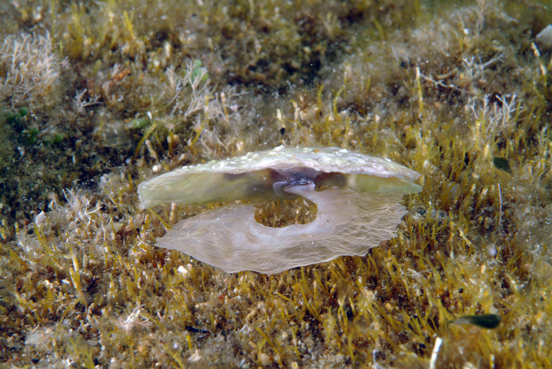 Moria di Anomia ephippium 08-07-10